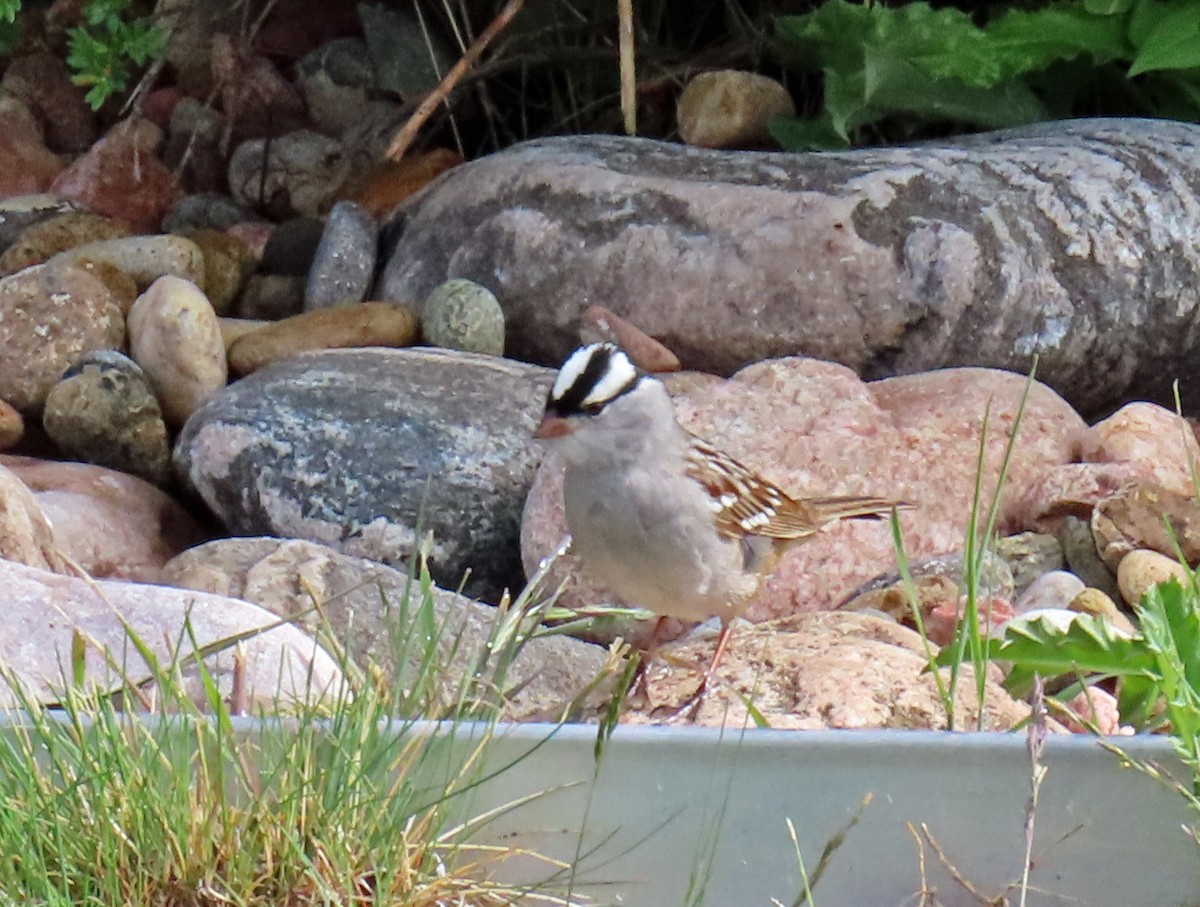 White-crowned Sparrow (oriantha) - JoAnn Potter Riggle 🦤