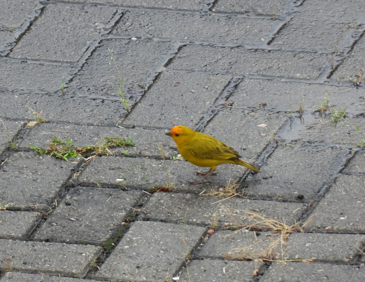 Saffron Finch - Rodrigo Quadros