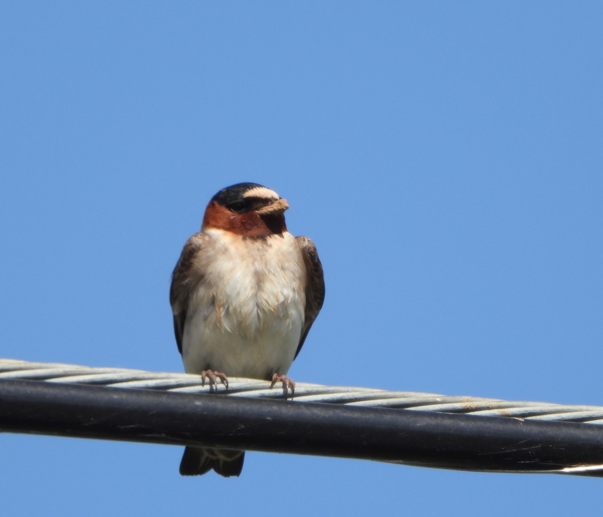 Cliff Swallow - ML619637983