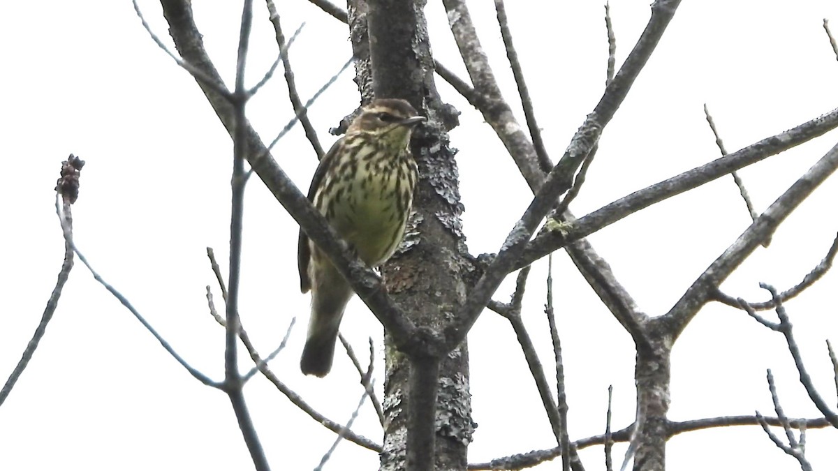 Northern Waterthrush - christine carrier