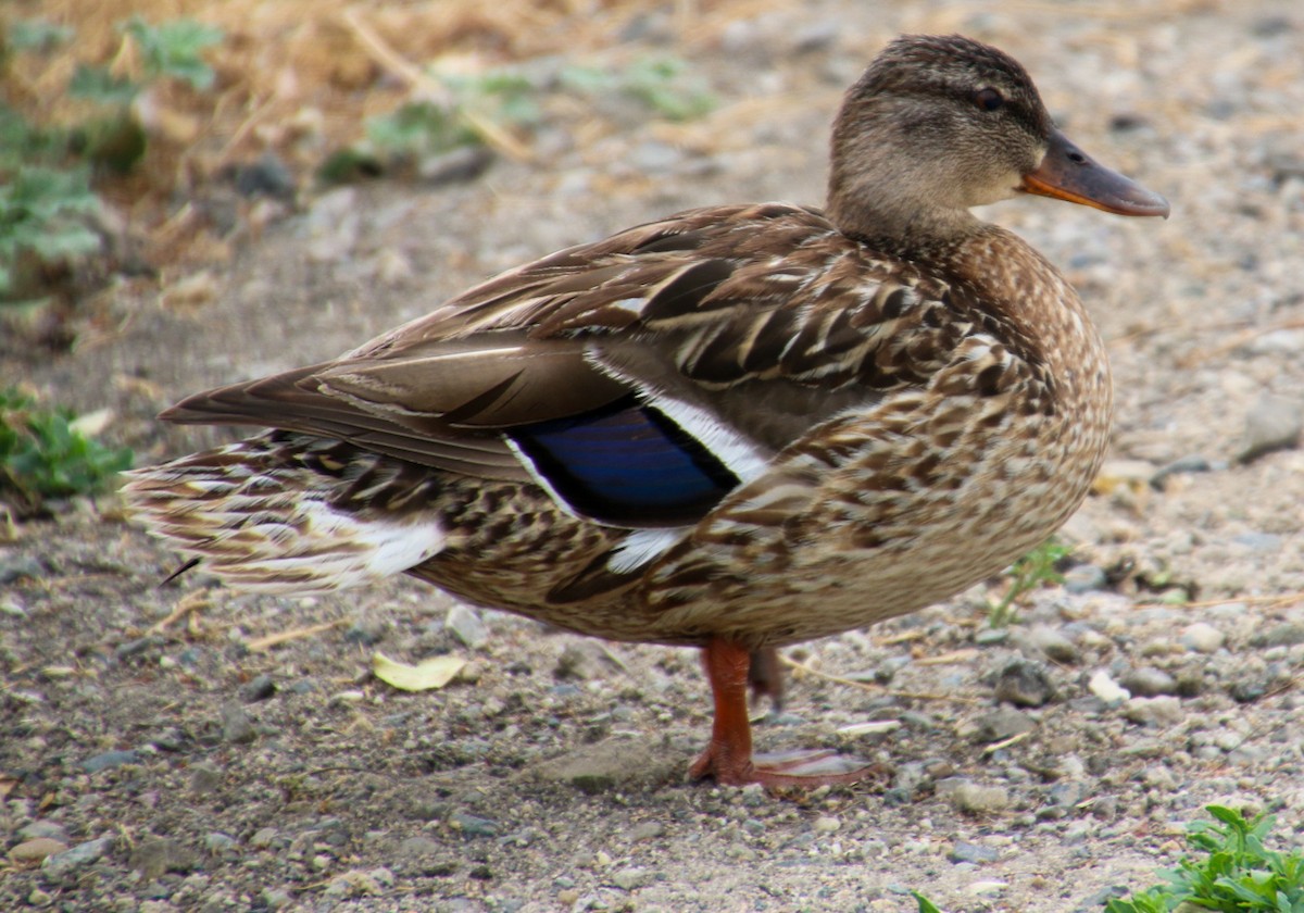 Mallard - Nick Krolikowski