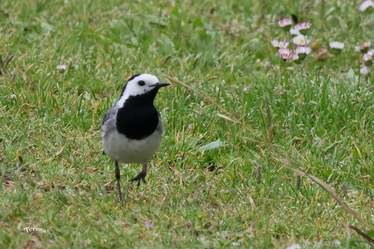 White Wagtail - ML619637991