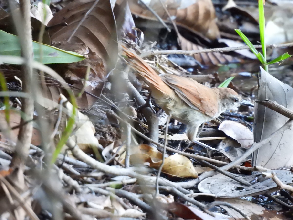 Yellow-chinned Spinetail - Iza Alencar