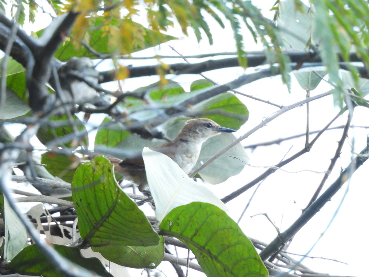 Yellow-chinned Spinetail - Iza Alencar