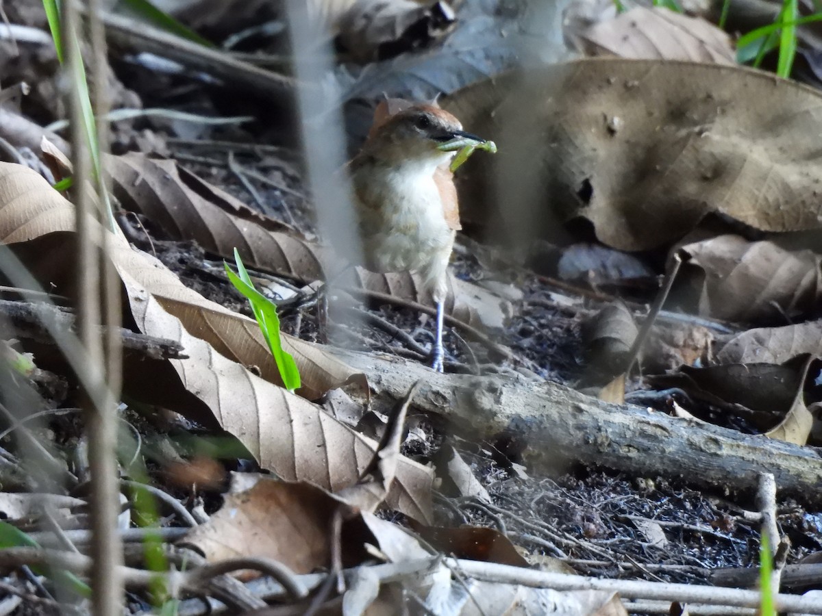 Yellow-chinned Spinetail - Iza Alencar