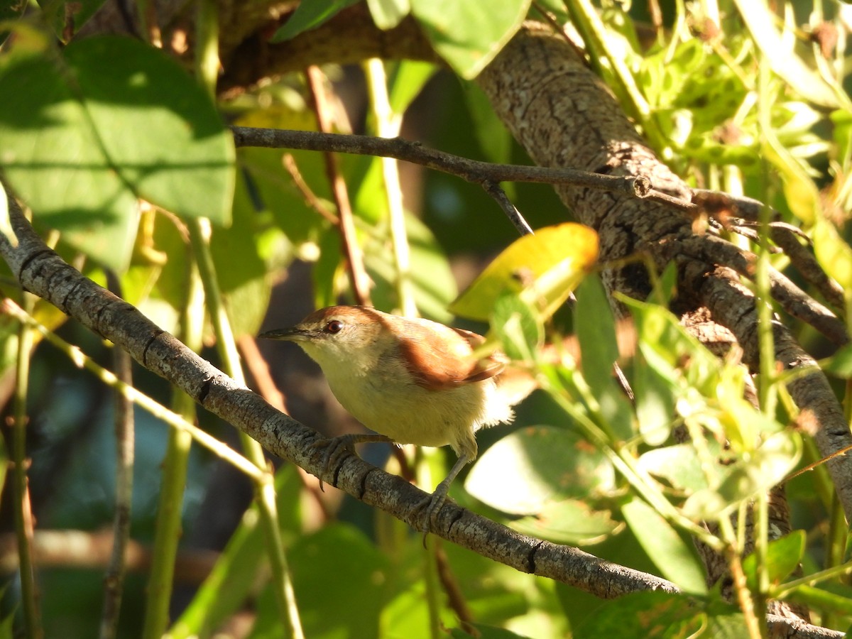 Yellow-chinned Spinetail - Iza Alencar