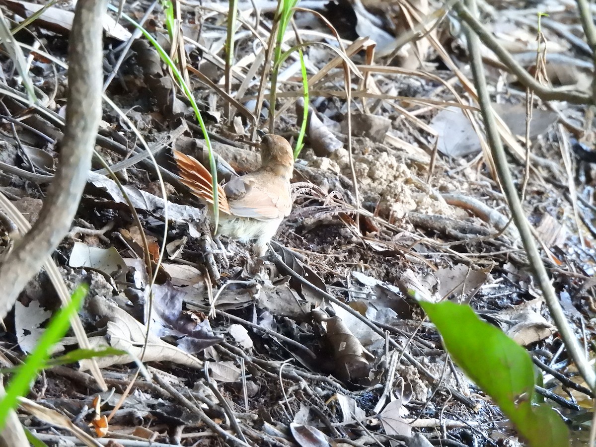 Yellow-chinned Spinetail - ML619637996