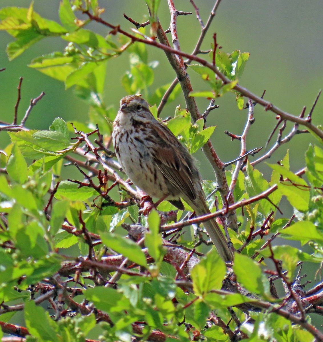 Song Sparrow - JoAnn Potter Riggle 🦤