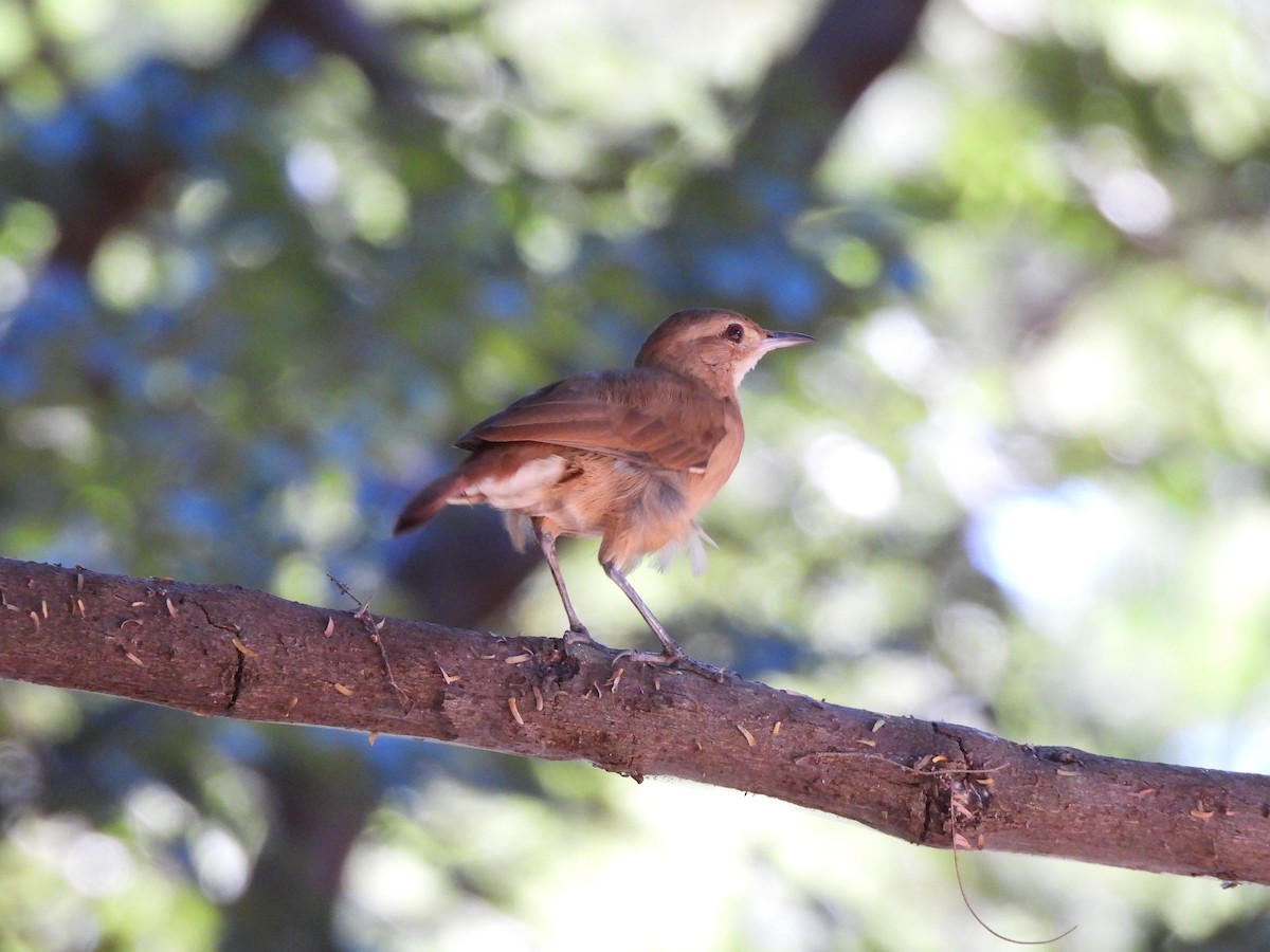 Rufous Hornero - Iza Alencar