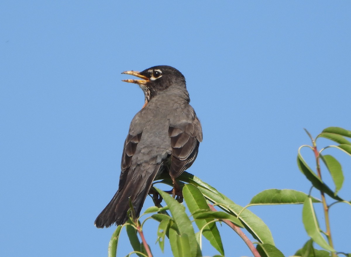 American Robin - Lynne Craft