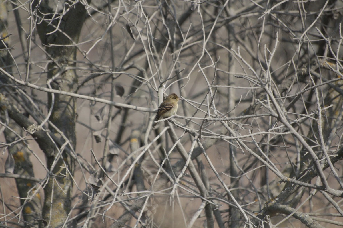 Western Flycatcher (Pacific-slope) - Joachim Gonzalez