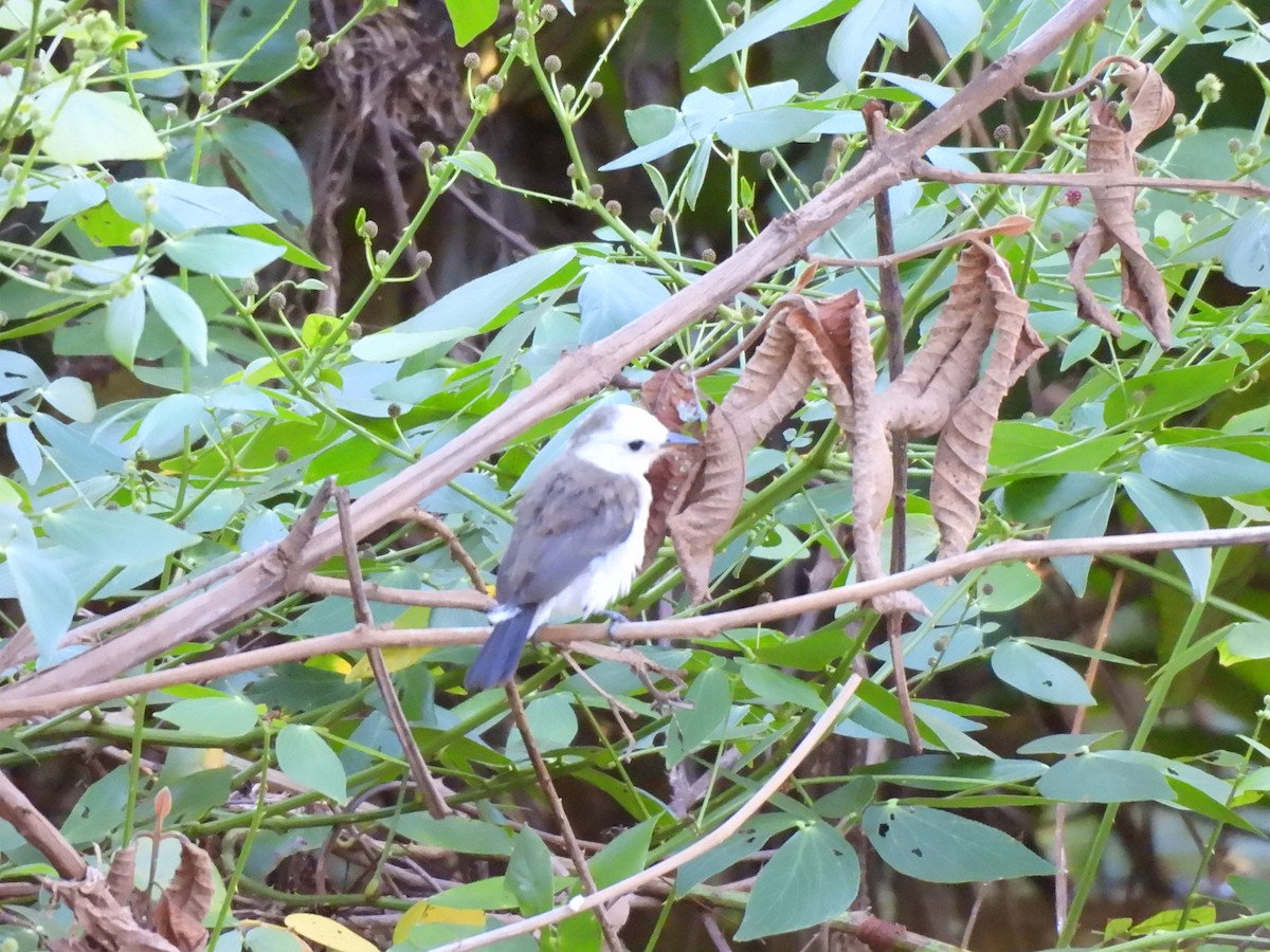 White-headed Marsh Tyrant - ML619638016