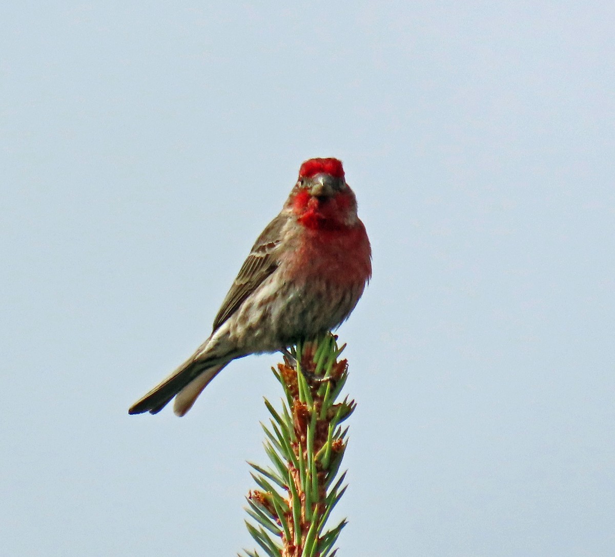 House Finch - JoAnn Potter Riggle 🦤