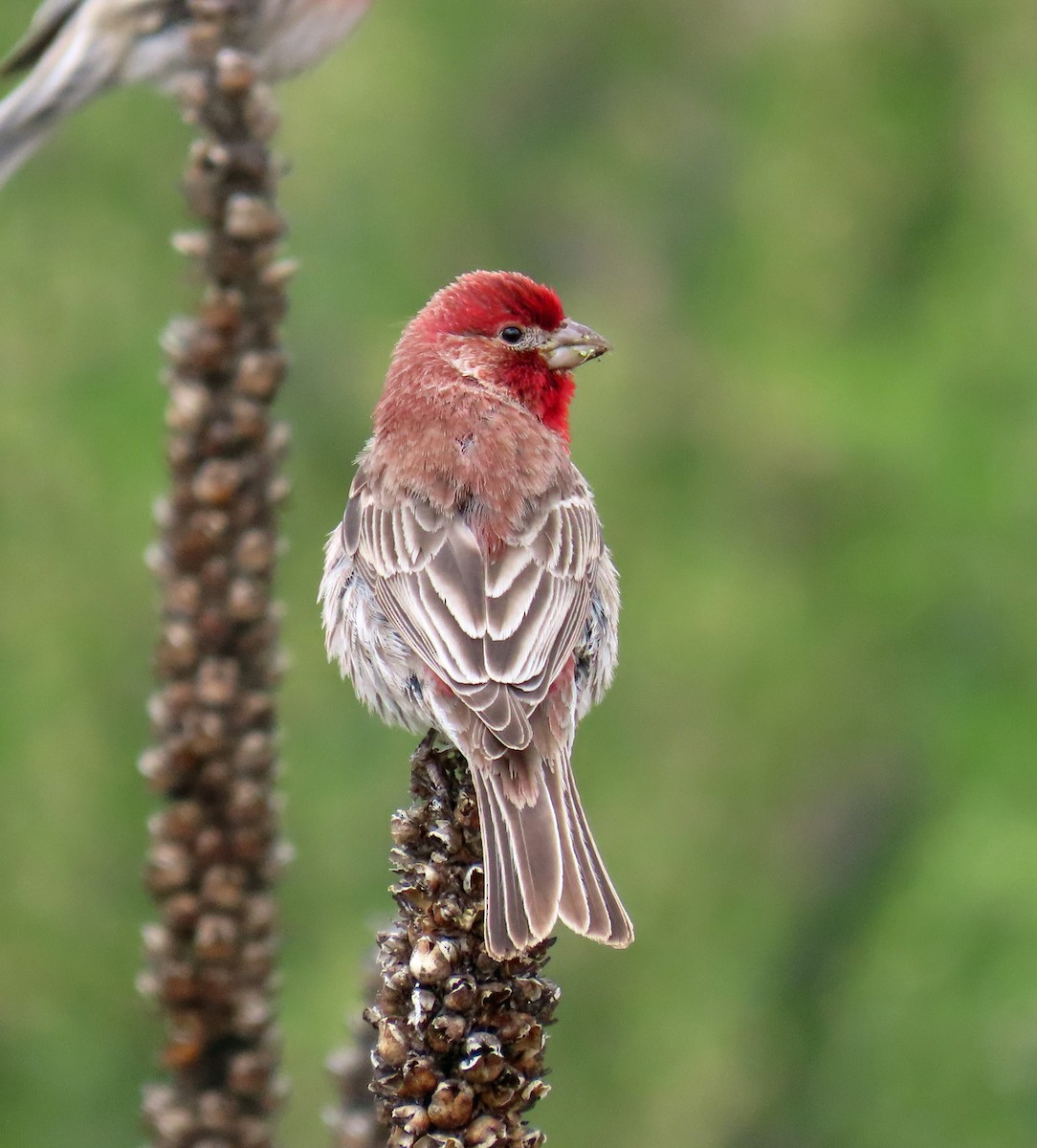 House Finch - JoAnn Potter Riggle 🦤