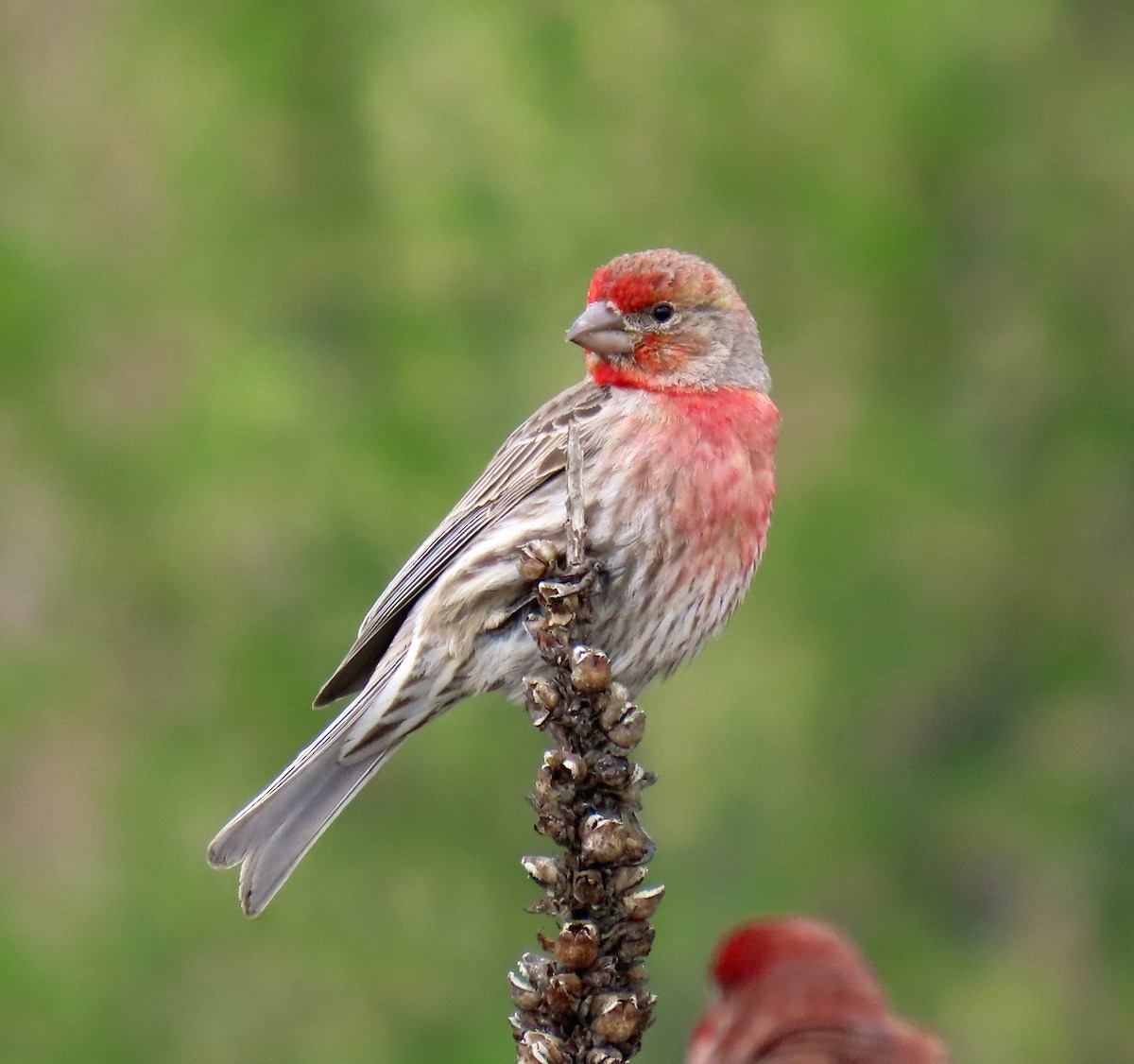 House Finch - ML619638020