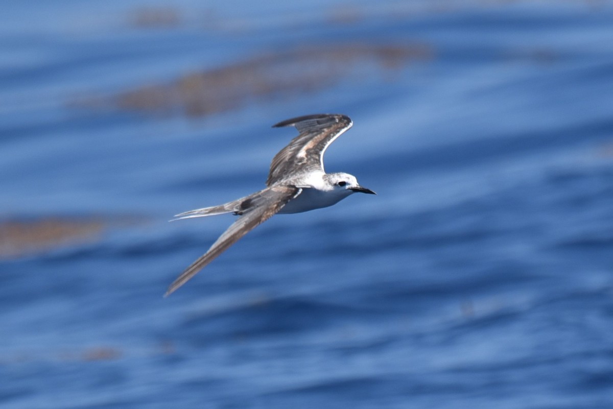 Bridled Tern - ML619638024