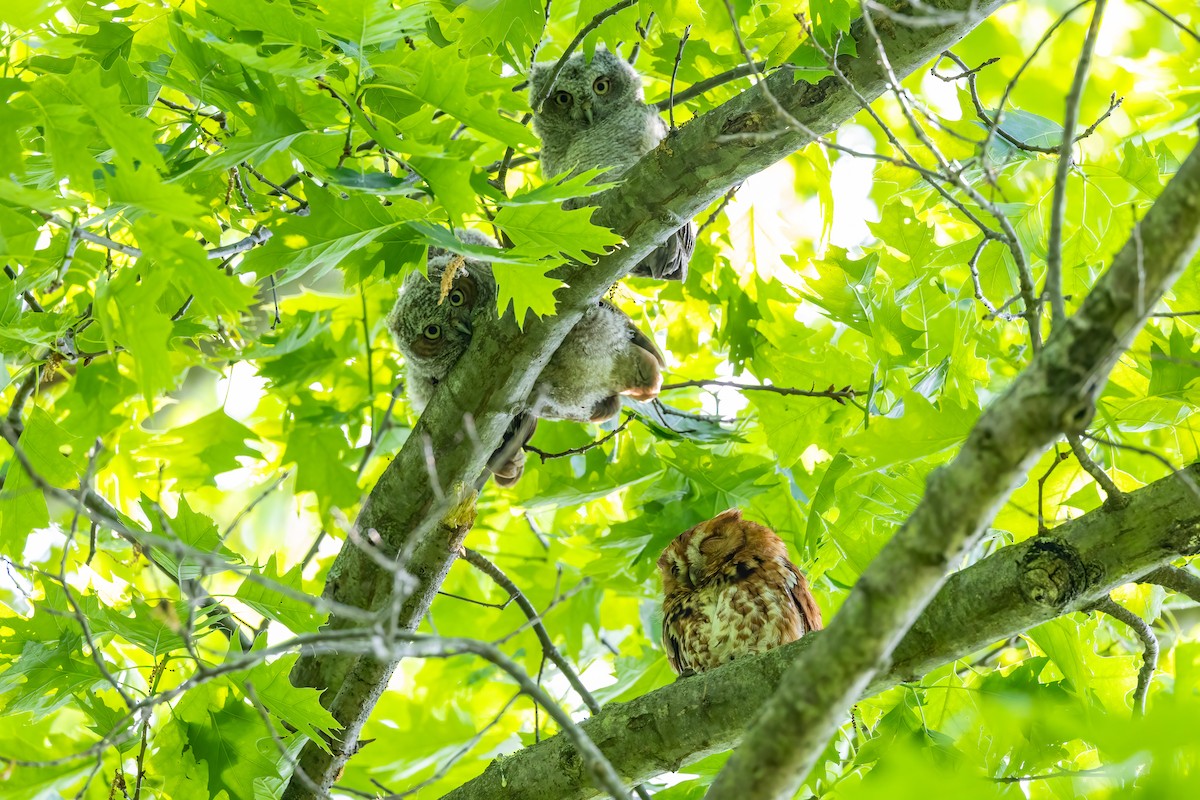 Eastern Screech-Owl - Chris S. Wood