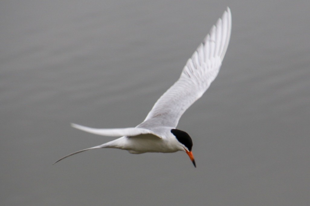 Forster's Tern - Nick Krolikowski