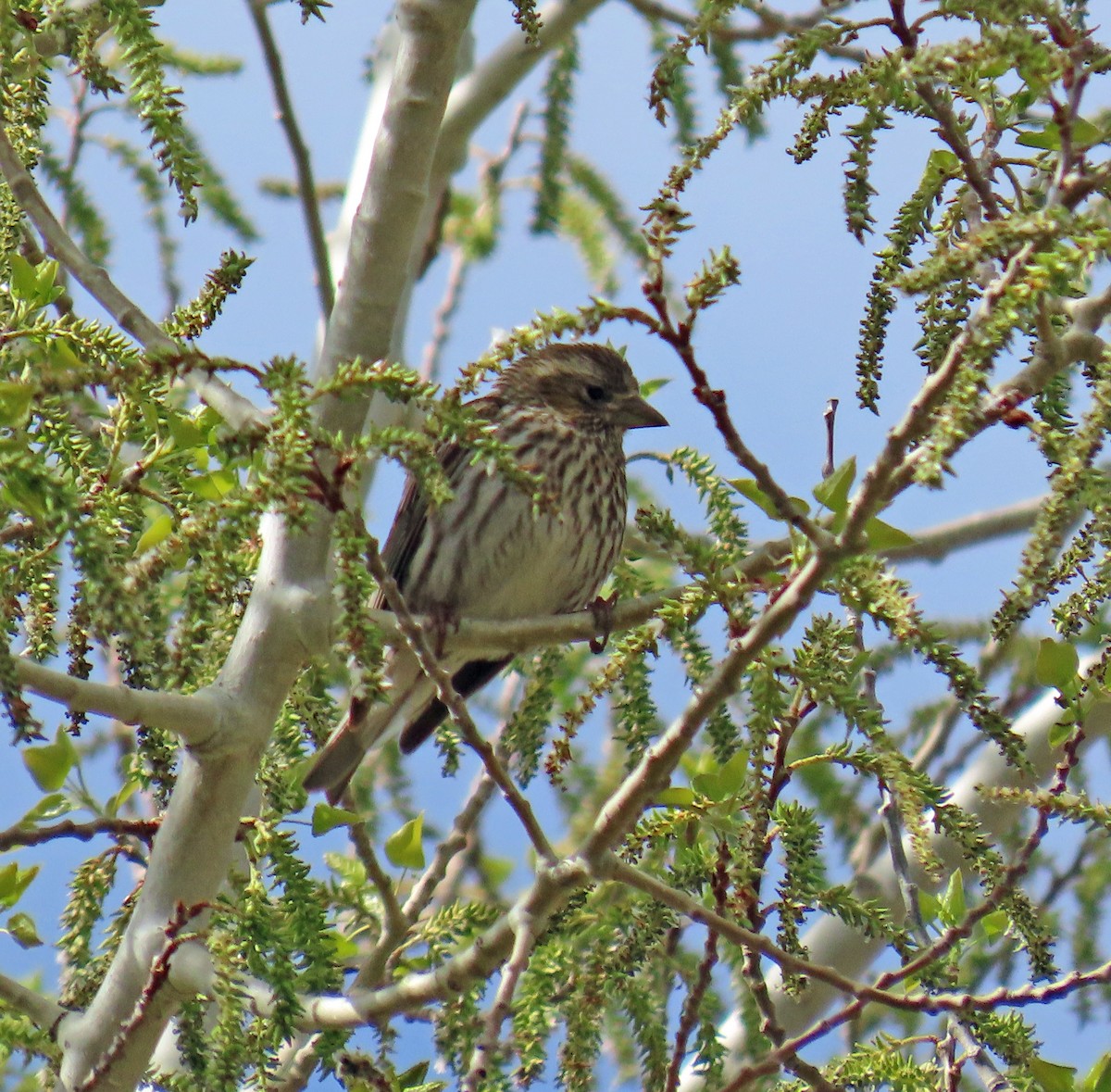 Jilguero de Los Pinos - ML619638034