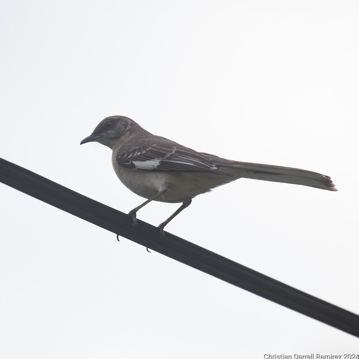 Northern Mockingbird - ML619638036