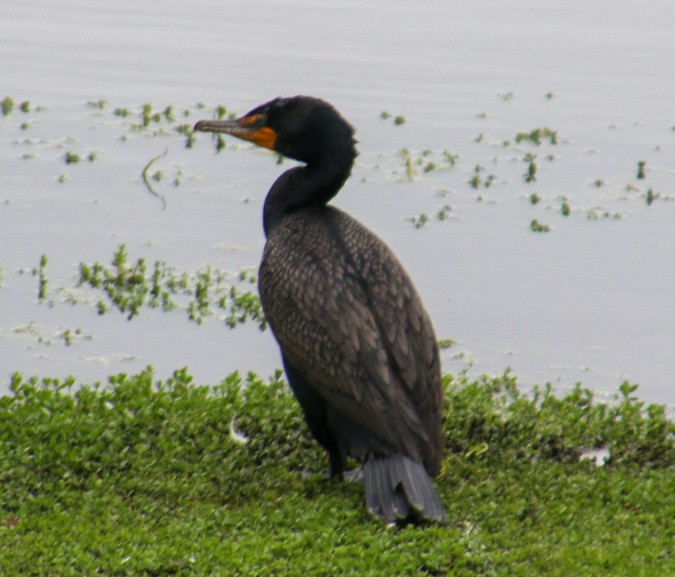 Double-crested Cormorant - Nick Krolikowski