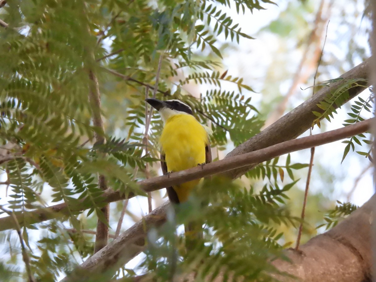 Boat-billed Flycatcher - ML619638041