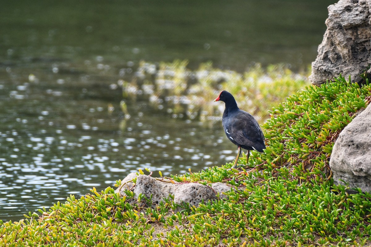 Common Gallinule - Sarah Dix