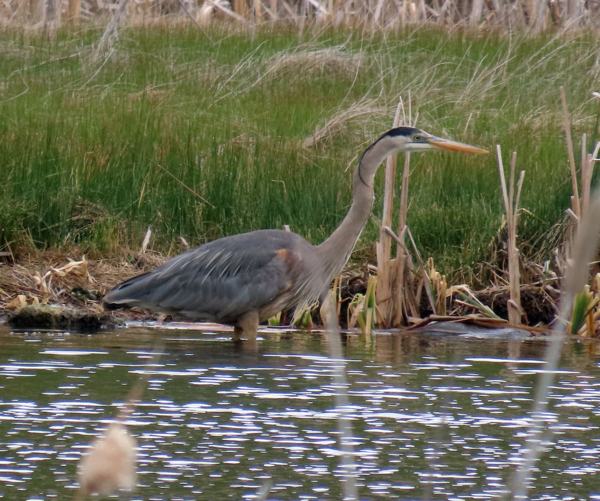 Great Blue Heron - ML619638049