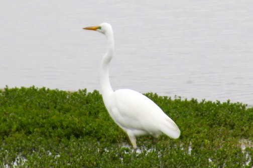 Great Egret - Nick Krolikowski