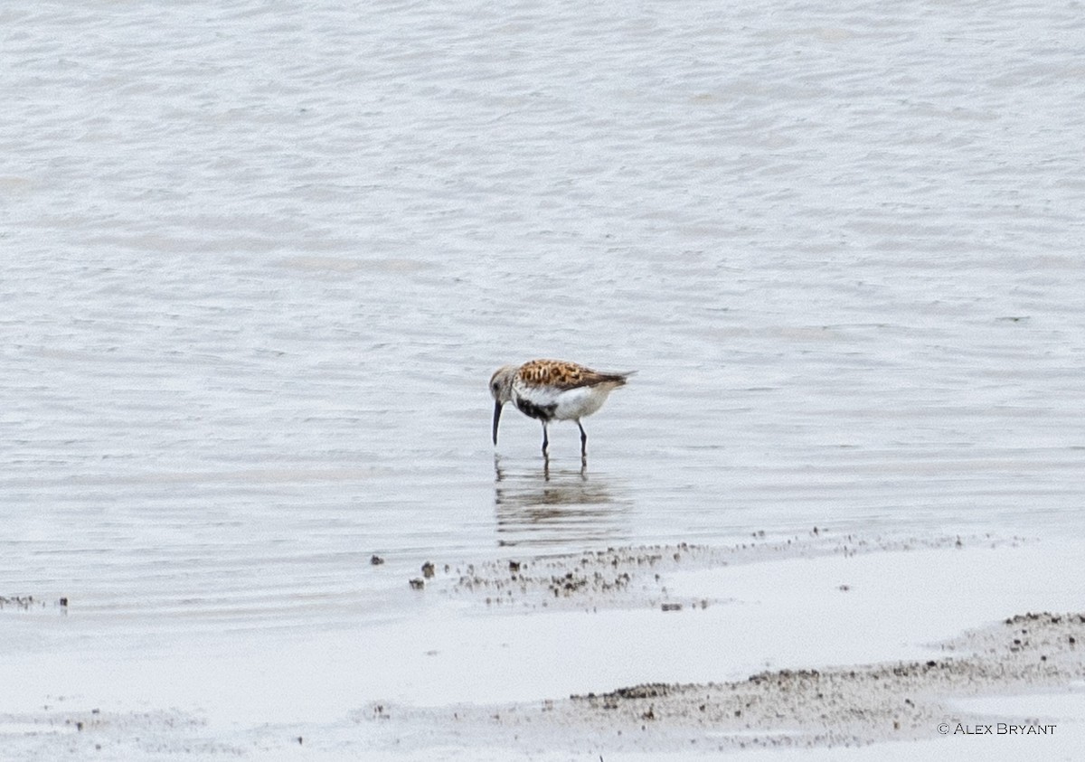 Dunlin - Alex Bryant