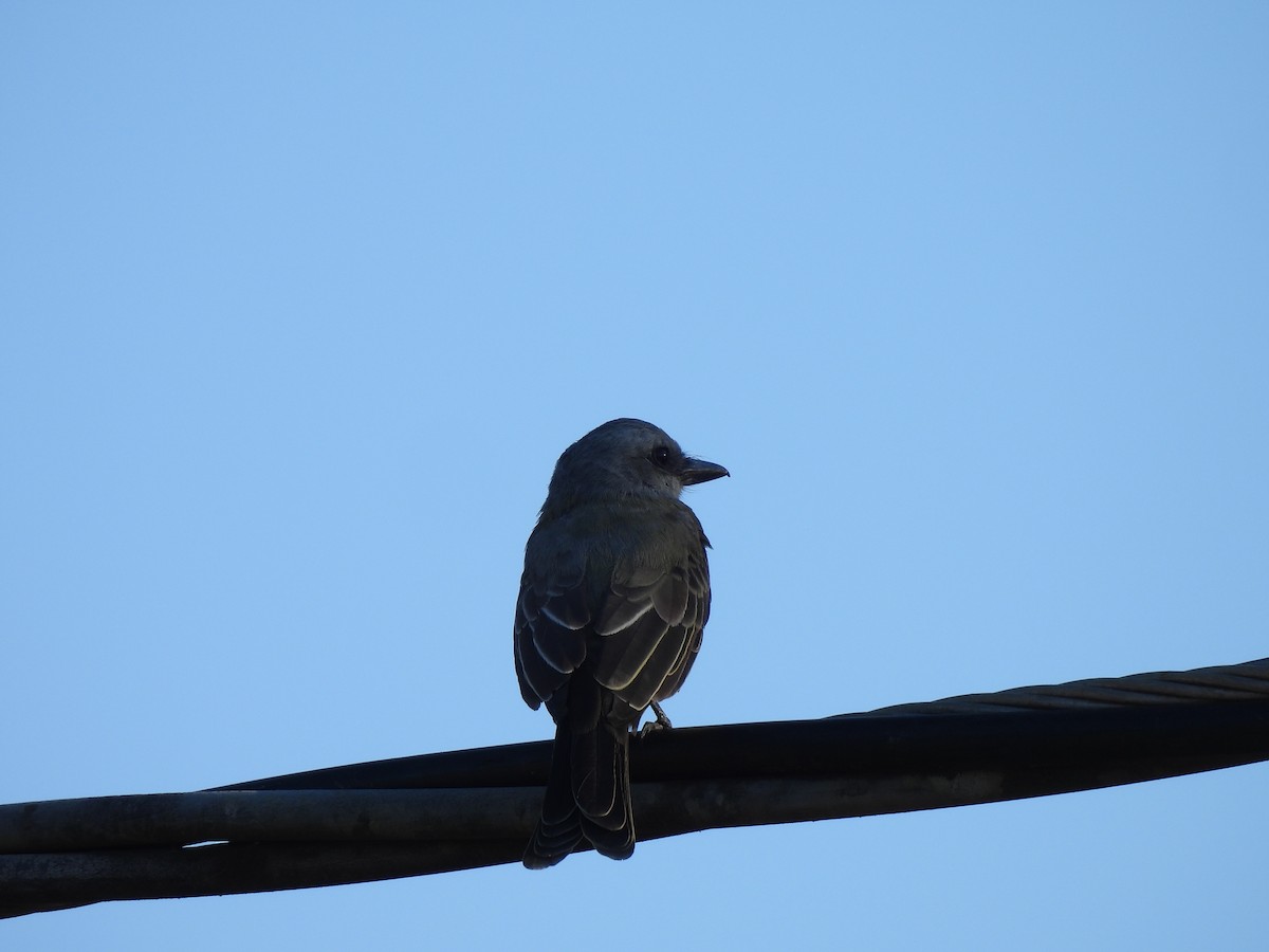 Tropical Kingbird - Iza Alencar