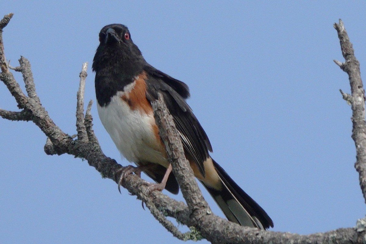 Eastern Towhee - Mary Alice HAYWARD