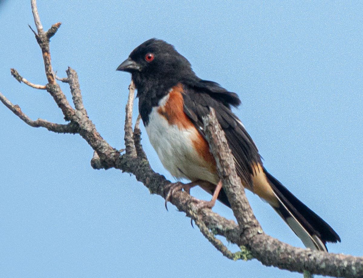 Eastern Towhee - Mary Alice HAYWARD