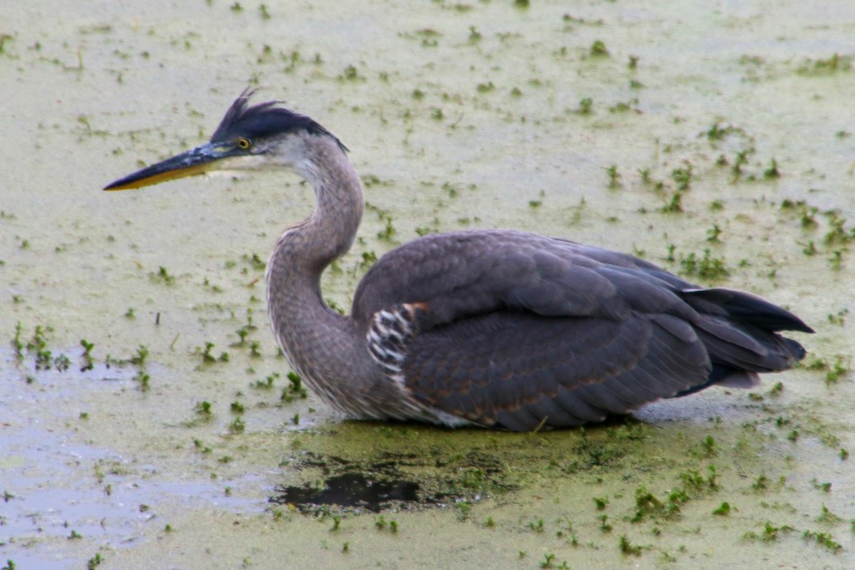 Great Blue Heron - Nick Krolikowski