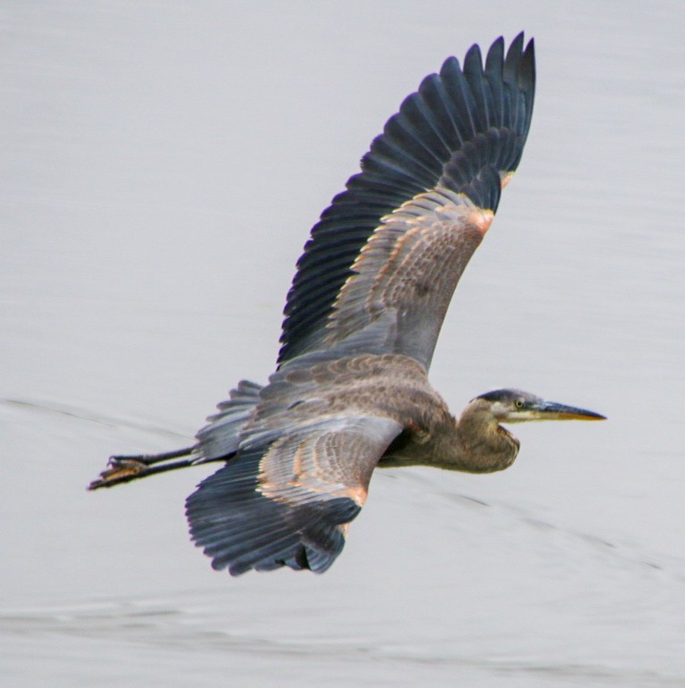 Great Blue Heron - Nick Krolikowski