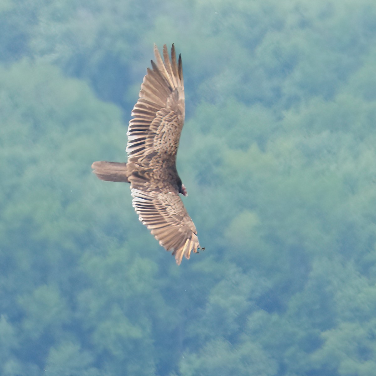 Turkey Vulture - Cindy Gimbert