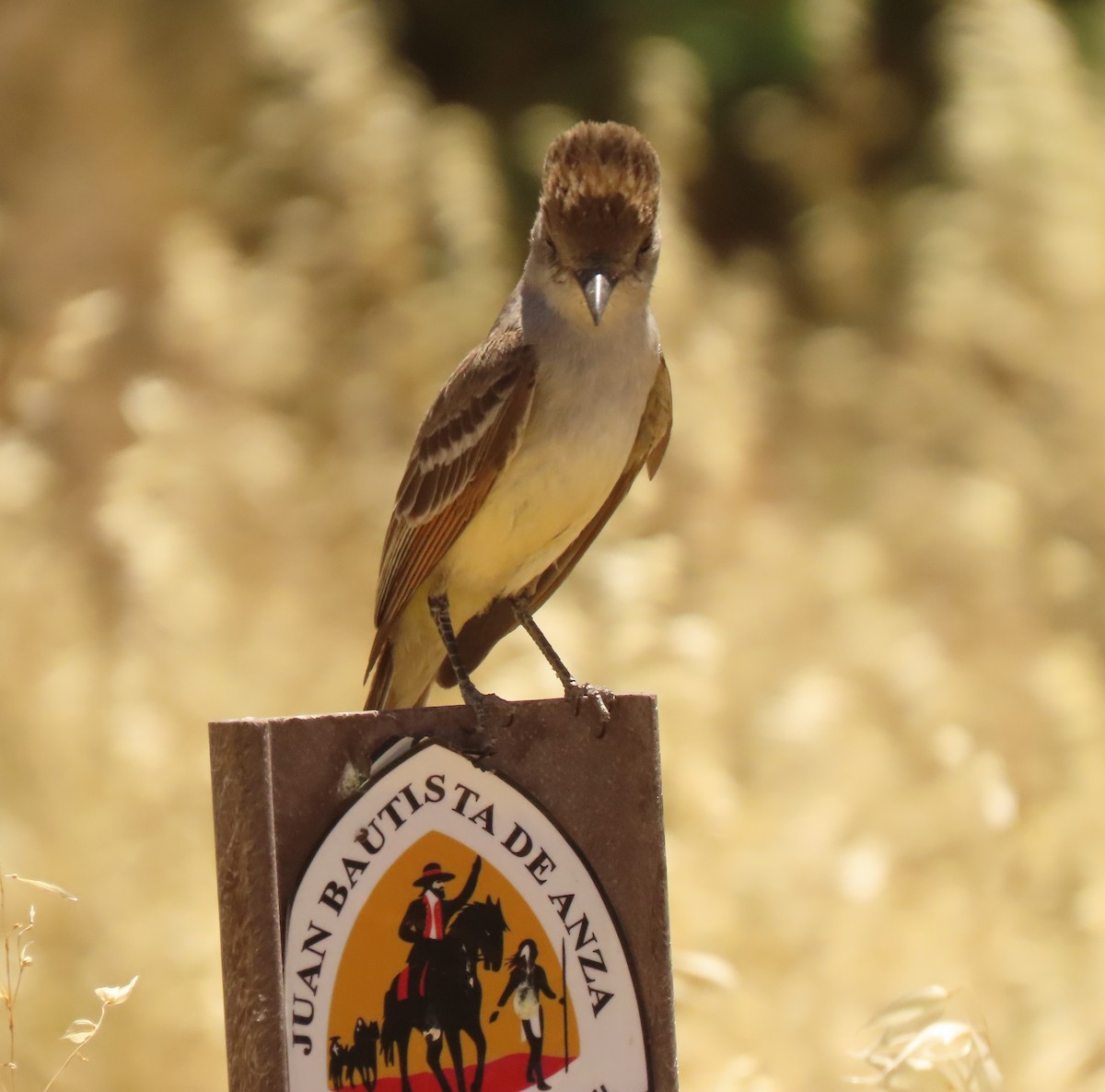 Ash-throated Flycatcher - Mark Stevenson