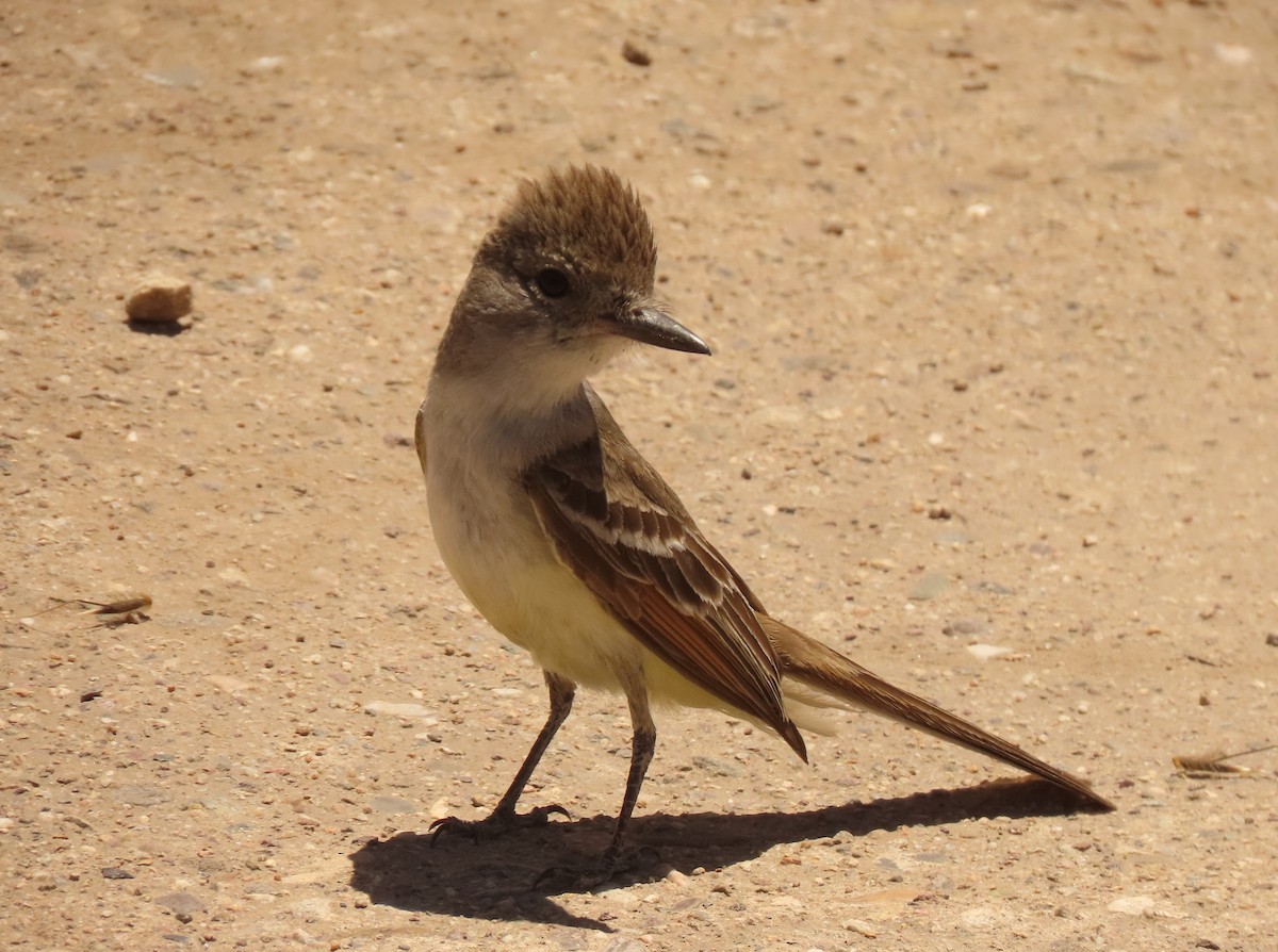 Ash-throated Flycatcher - Mark Stevenson