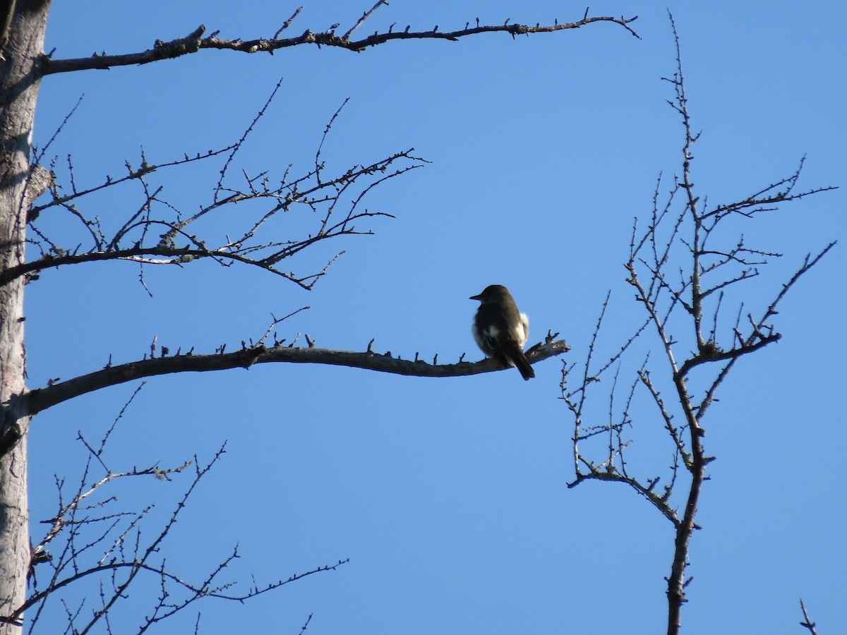 Olive-sided Flycatcher - Collin Smith