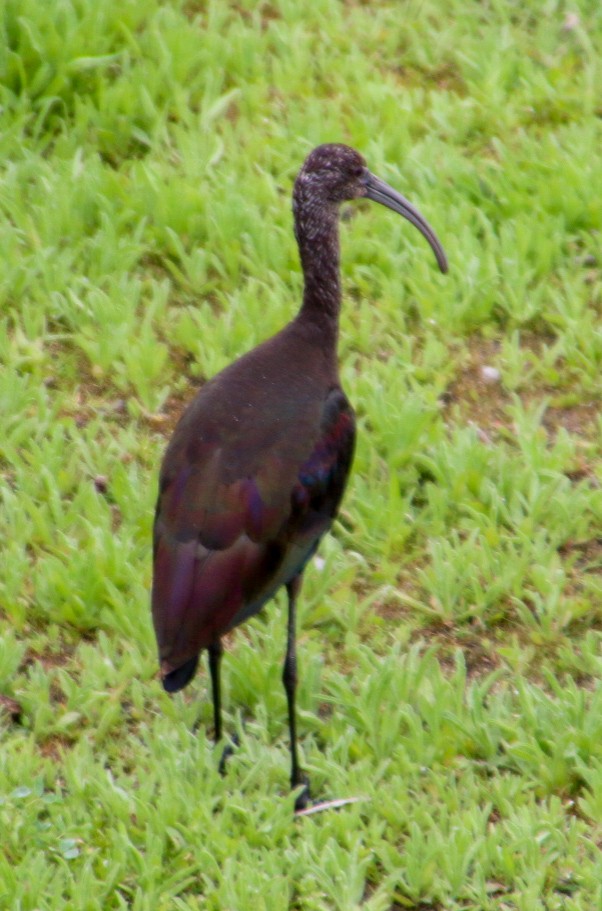 White-faced Ibis - Nick Krolikowski