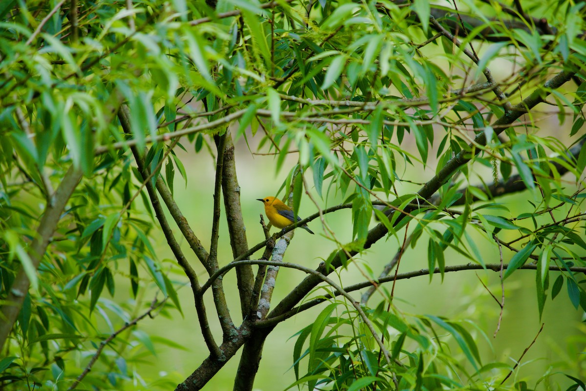 Prothonotary Warbler - Andrew MacDonald