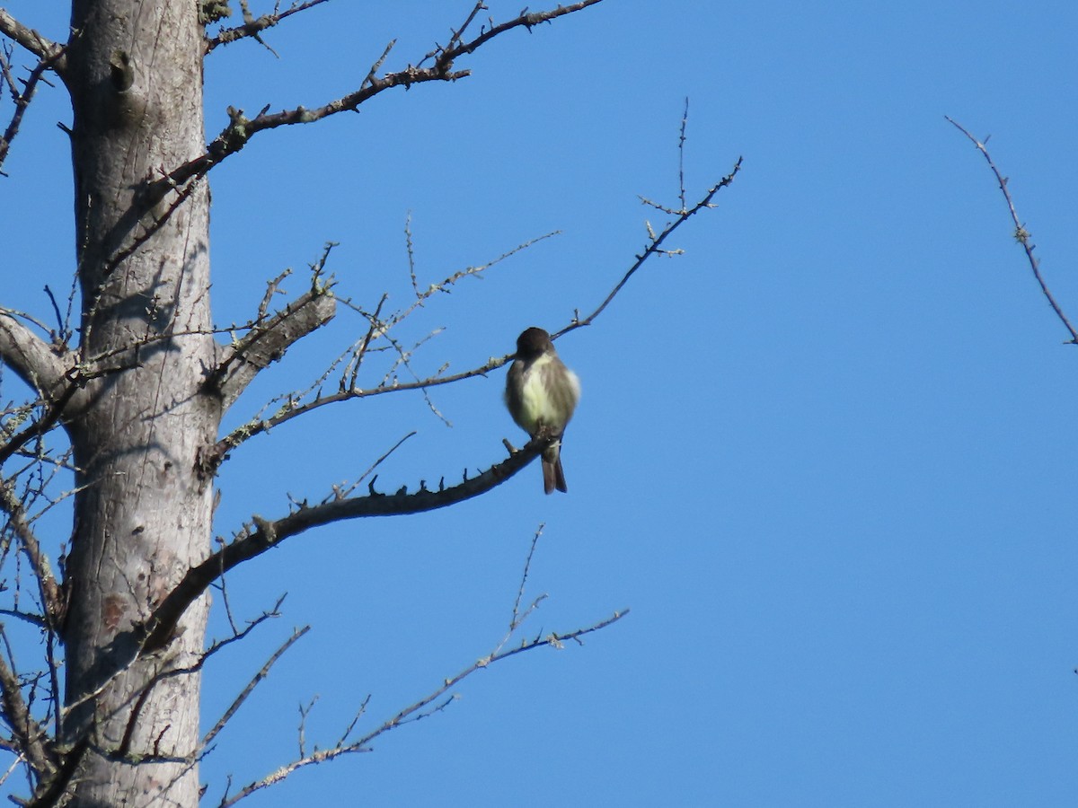 Olive-sided Flycatcher - ML619638111