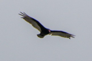 Turkey Vulture - Nick Krolikowski