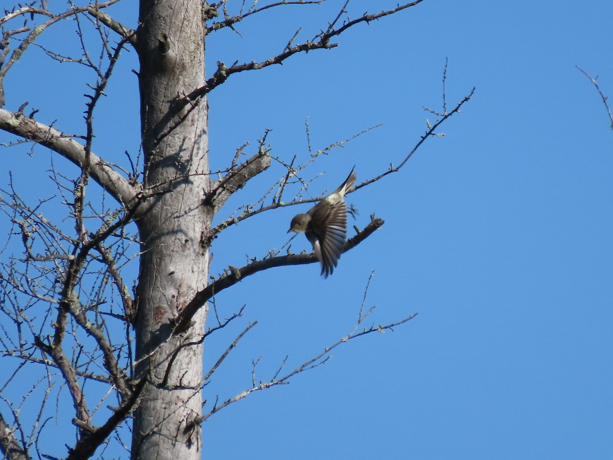 Olive-sided Flycatcher - ML619638114