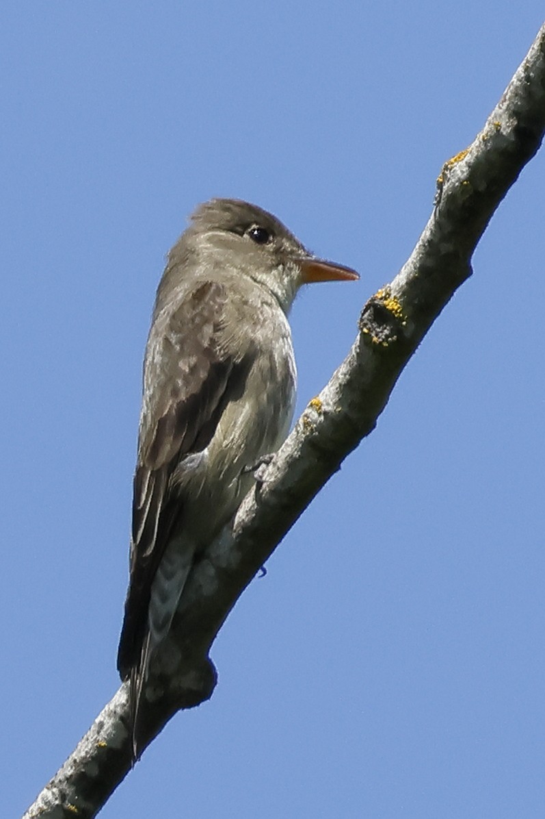 Olive-sided Flycatcher - David Forinash