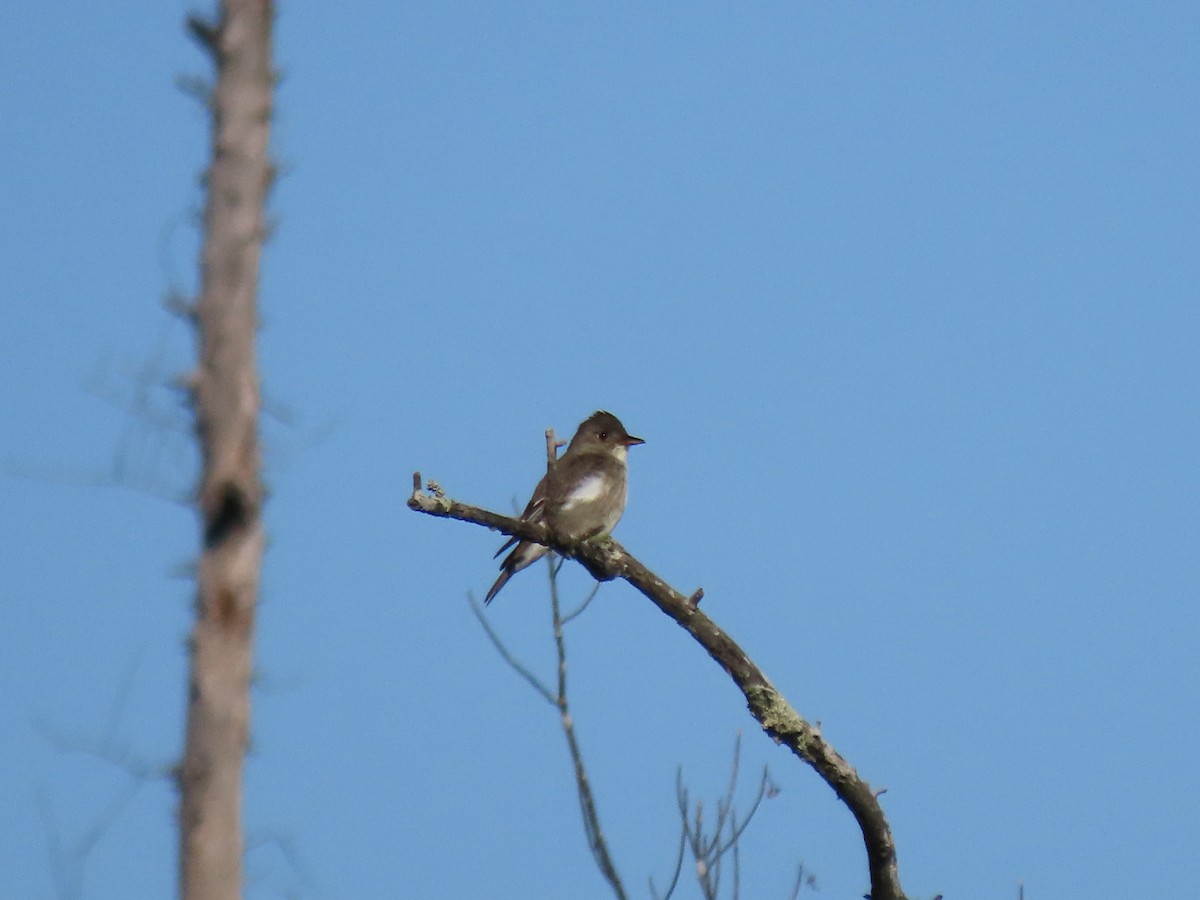 Olive-sided Flycatcher - Collin Smith