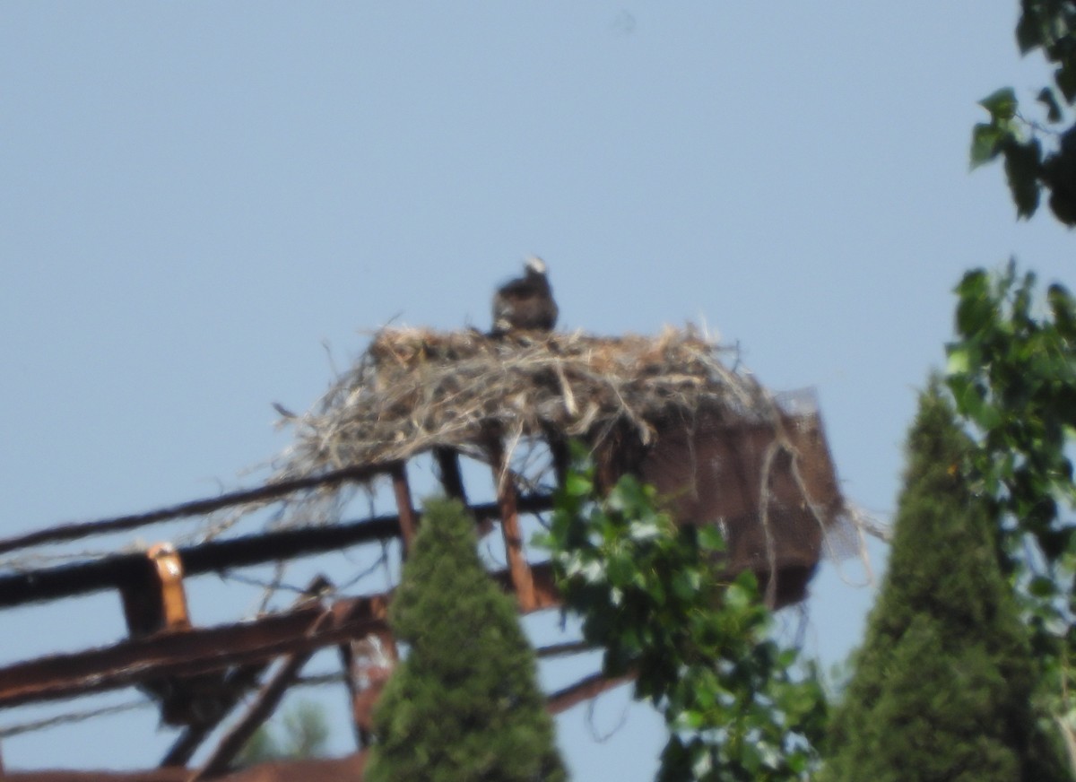 Osprey - Lynne Craft