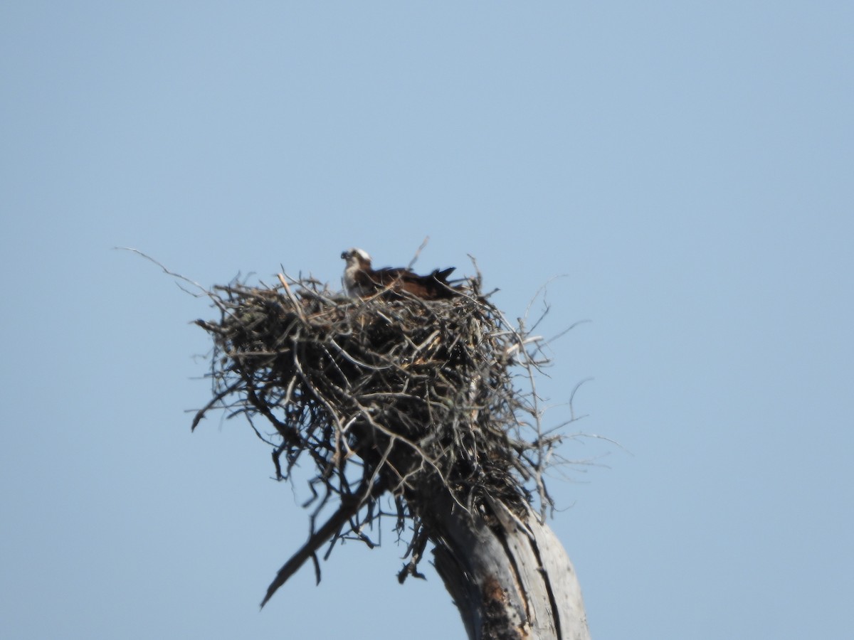 Osprey - Lynne Craft