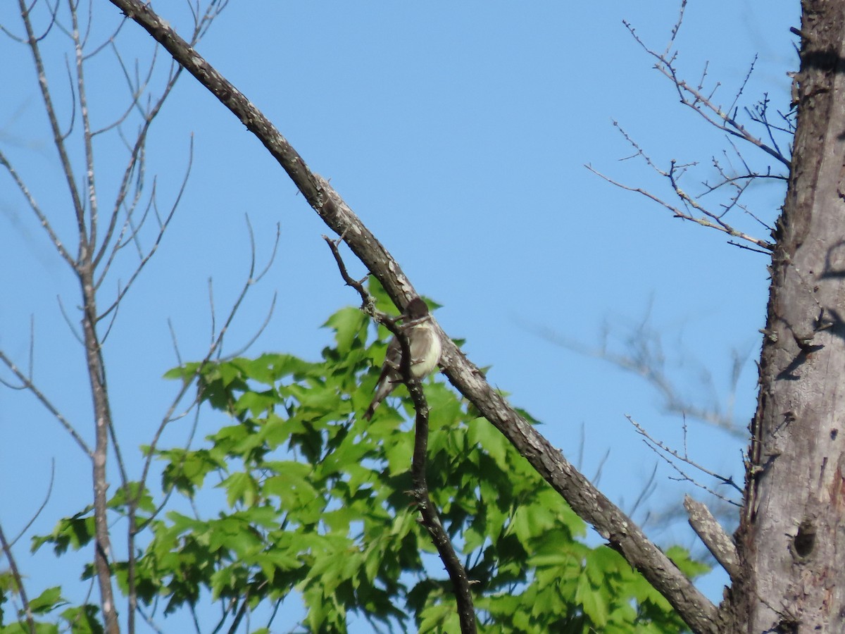 Olive-sided Flycatcher - ML619638122