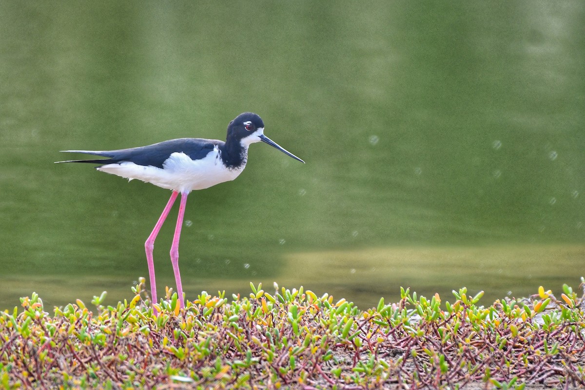 Black-necked Stilt - ML619638132